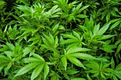 Liberação da cannabis pode gerar 328 mil empregos no Brasil