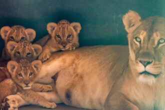 Zoológico de São Paulo ganha quatro filhotes de leão