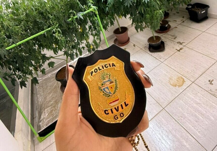 PCGO identifica plantação de maconha em imóvel de Caldas Novas e prende suspeito em flagrante por tráfico de drogas