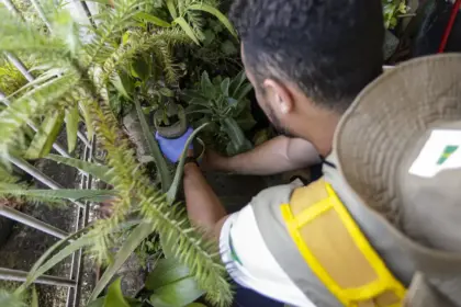 Dengue: confira recomendações do MS aos gestores estaduais e municipais de saúde