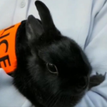 Homem é preso no Japão por chutar um coelho, e caso gera repercussão