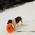 Tutor e cachorro resgatados de lago congelado nos EUA emocionam o mundo