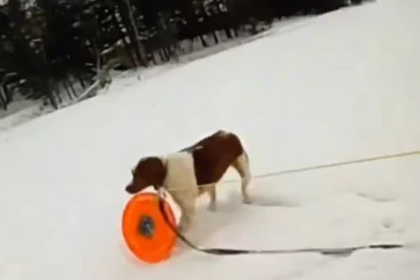 Tutor e cachorro resgatados de lago congelado nos EUA emocionam o mundo