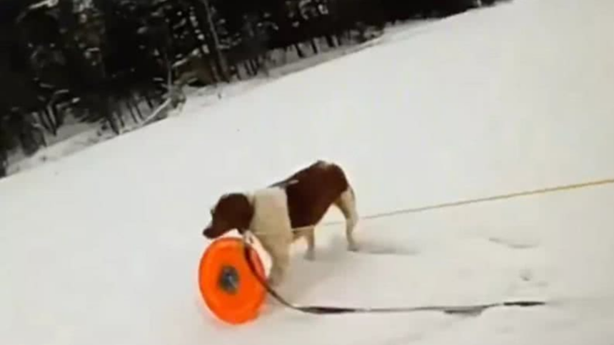Tutor e cachorro resgatados de lago congelado nos EUA emocionam o mundo