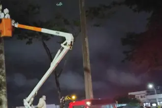 Bombeiros retiram colmeia de abelhas na praça Dimas Carrilho após ataques a frequentadores