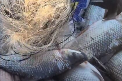 Bacia Hidrográfica do Rio Araguaia: período de defeso termina em 28 de fevereiro