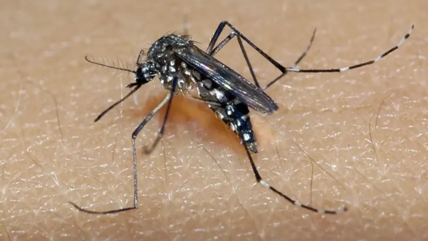 Casos de Dengue em Alta: São Paulo Recomenda Situação de Emergência para Combate