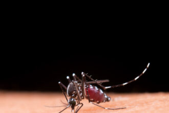 Dengue: Sudeste concentra 73% do número de casos prováveis no país nas primeiras semanas de 2025