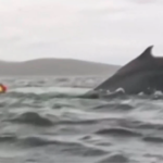 Jovem Engolido por Baleia: Relato Incrível do Sobrevivente