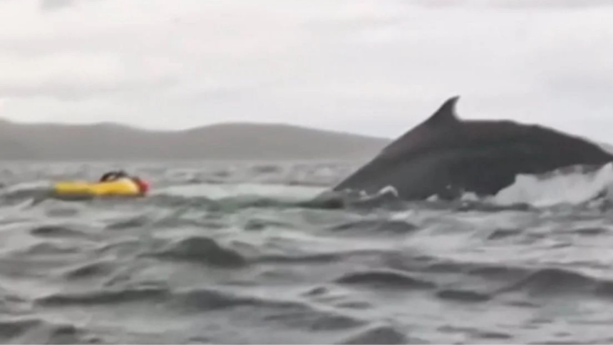 Jovem Engolido por Baleia: Relato Incrível do Sobrevivente