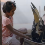 Meninas criam touros perigosos como animais de estimação na Índia: um costume arriscado e fascinante