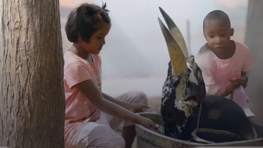 Meninas criam touros perigosos como animais de estimação na Índia: um costume arriscado e fascinante