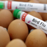 Preço do ovo dispara nos EUA e vira alvo de ladrões