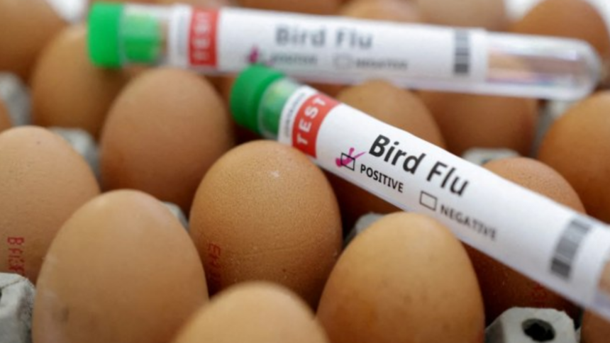 Preço do ovo dispara nos EUA e vira alvo de ladrões