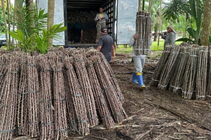 “Vassoura de Bruxa” ameaça lavouras de mandioca de seis municípios no Amapá