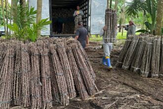 “Vassoura de Bruxa” ameaça lavouras de mandioca no Amapá; alerta é do Mapa