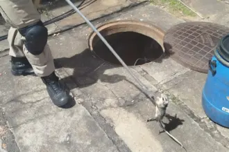 Bombeiros são acionados para resgatar ninhada de gambá em caixa subterrânea no centro de Goianésia