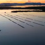 Goianésia inserida no radar dos maiores produtores de Tilápia do Brasil