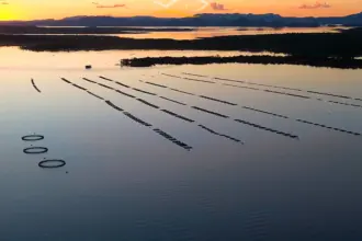 Goianésia inserida no radar dos maiores produtores de Tilápia do Brasil