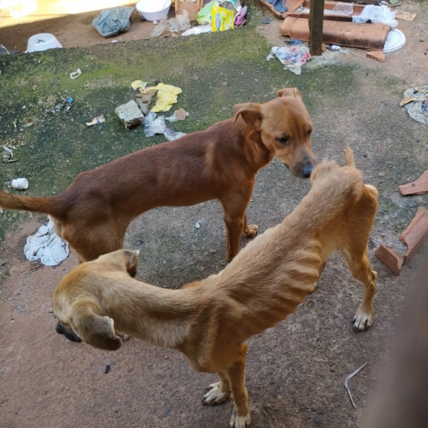 Polícia prende homem em flagrante por maus-tratos a cachorros e papagaio em Goiânia