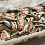 Decisão de zerar alíquota de importação da sardinha em conserva ameaça indústria pesqueira, diz presidente da FPA