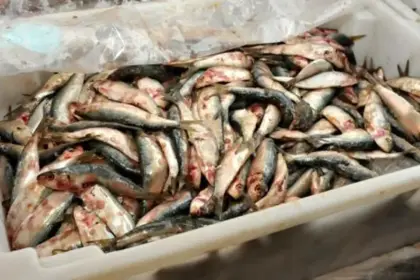Decisão de zerar alíquota de importação da sardinha em conserva ameaça indústria pesqueira, diz presidente da FPA