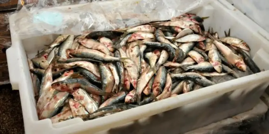 Decisão de zerar alíquota de importação da sardinha em conserva ameaça indústria pesqueira, diz presidente da FPA