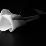 Notas de Falecimento