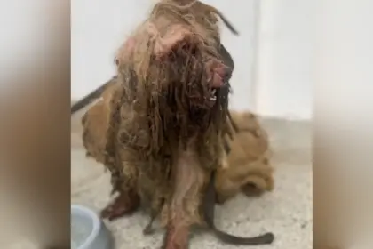 Cachorro é resgatado e tem quase 3kg de pelos sujos, duros e com moscas retirados do corpo