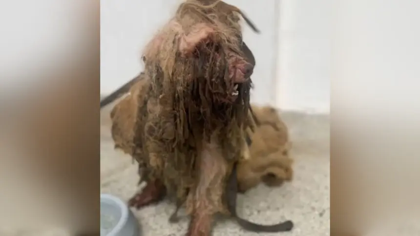 Cachorro é resgatado e tem quase 3kg de pelos sujos, duros e com moscas retirados do corpo