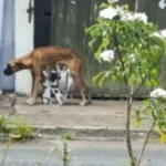 Catalão: Homem é preso por maus-tratos a animais