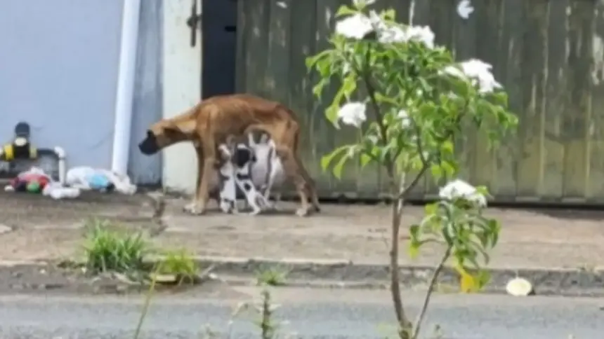 Catalão: Homem é preso por maus-tratos a animais