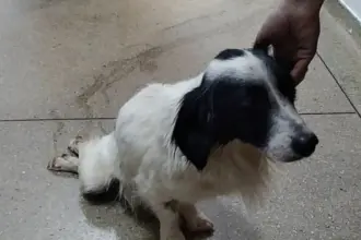 Polícia prende mulher por maus-tratos a cão que foi atropelado e não obteve o tratamento necessário