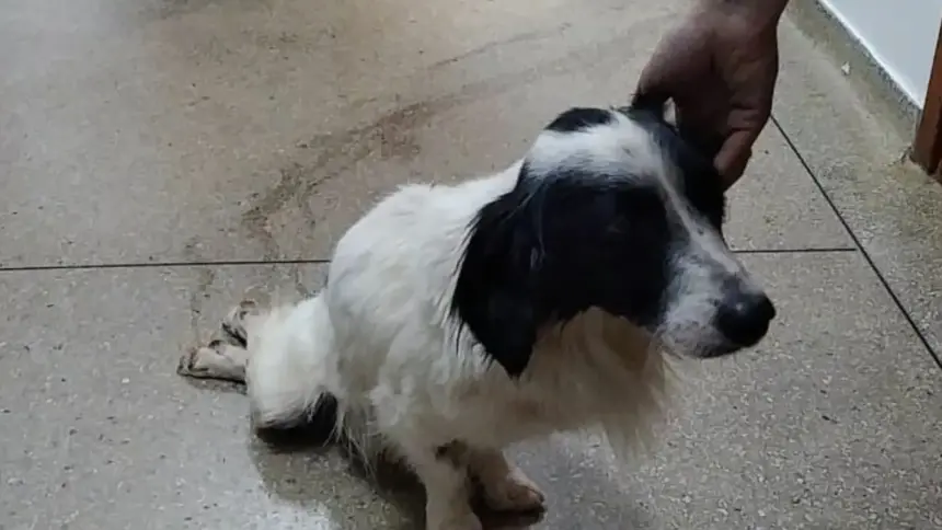 Polícia prende mulher por maus-tratos a cão que foi atropelado e não obteve o tratamento necessário