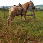 PCGO investiga homem por maus-tratos contra cavalo em São Luís de Montes Belos – Policia Civil do Estado de Goiás