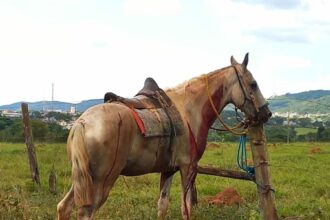 PCGO investiga homem por maus-tratos contra cavalo em São Luís de Montes Belos – Policia Civil do Estado de Goiás