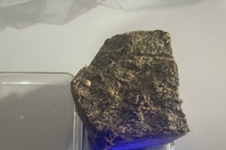 PCGO prende suspeitos de tentativa de homicídio em Rubiataba – Policia Civil do Estado de Goiás