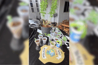 PCGO prende foragido por estupro de vulnerável e apreende mudas de maconha – Policia Civil do Estado de Goiás