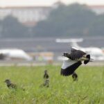 Projeto da Secretaria Nacional de Aviação Civil visa diminuir colisões entre aviões e animais