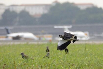 Projeto da Secretaria Nacional de Aviação Civil visa diminuir colisões entre aviões e animais