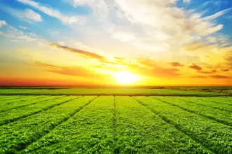 Qual a diferença de Engenharia Agrícola para Agronomia?