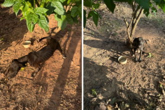 PCGO prende homem em flagrante por maus-tratos a animal em Estrela do Norte – Policia Civil do Estado de Goiás