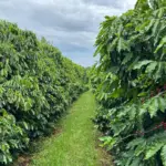 Vale do São Patrício revela café com qualidade e potencial para revolucionar a agricultura em Goiás