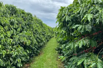 Vale do São Patrício revela café com qualidade e potencial para revolucionar a agricultura em Goiás
