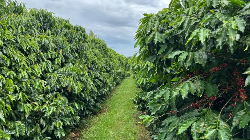 Vale do São Patrício revela café com qualidade e potencial para revolucionar a agricultura em Goiás