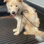 Polícia Civil resgata cachorro vítima de maus-tratos em Itumbiara e prende tutor – Policia Civil do Estado de Goiás