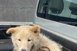 Polícia Civil resgata cachorro vítima de maus-tratos em Itumbiara e prende tutor – Policia Civil do Estado de Goiás