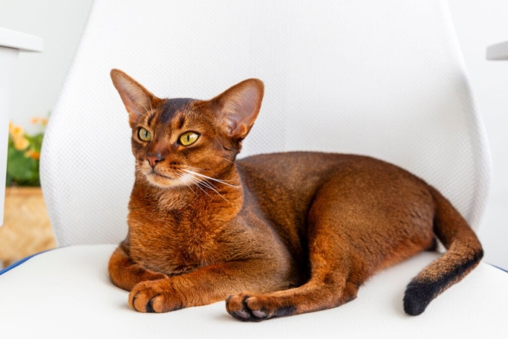 Gato abissínio com pelagem marrom deitado em um fundo branco 
