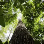 Licenciamento ambiental: proposta aprovada no Senado unifica procedimentos e simplifica concessão de licenças