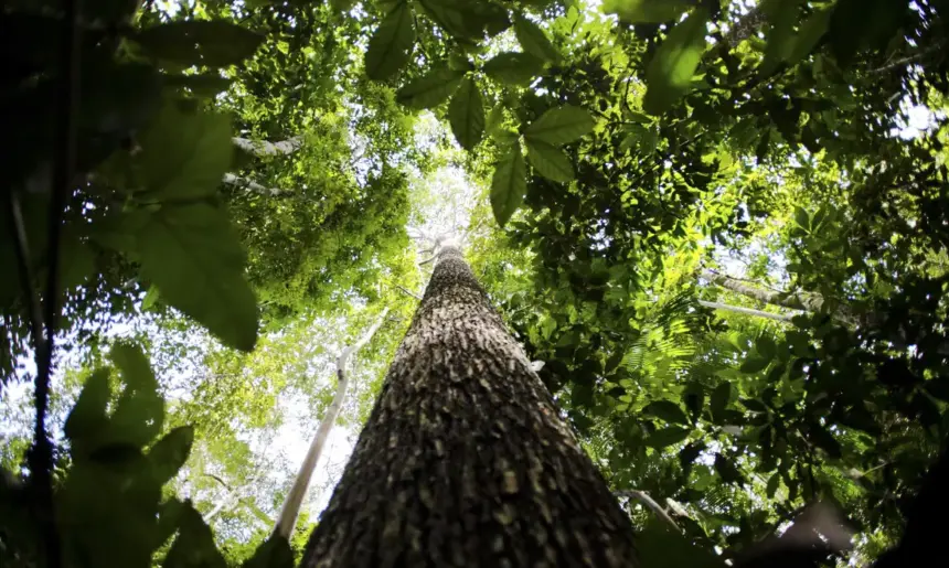 Licenciamento ambiental: proposta aprovada no Senado unifica procedimentos e simplifica concessão de licenças